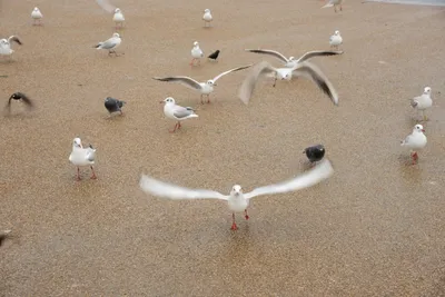 DSC_6208 (Large).JPG